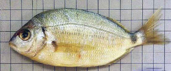 Diplodus bellottii_03.jpg